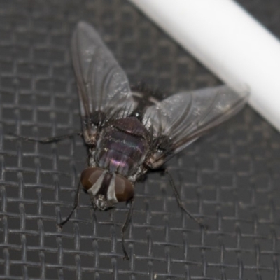 Rutilia sp. (genus) (A Rutilia bristle fly, subgenus unknown) at Higgins, ACT - 27 Apr 2018 by Alison Milton