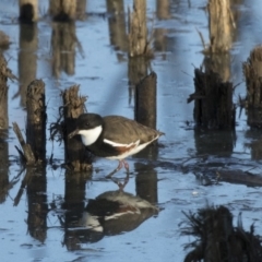 Erythrogonys cinctus (Red-kneed Dotterel) at Fyshwick, ACT - 27 Apr 2018 by Alison Milton