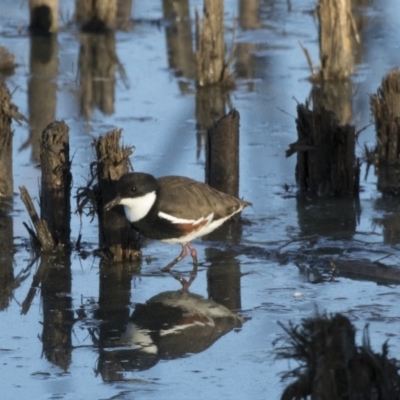 Erythrogonys cinctus (Red-kneed Dotterel) at Fyshwick, ACT - 28 Apr 2018 by AlisonMilton