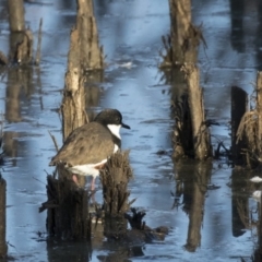 Erythrogonys cinctus at Fyshwick, ACT - 28 Apr 2018