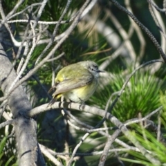 Acanthiza chrysorrhoa (Yellow-rumped Thornbill) at Isaacs Ridge and Nearby - 9 Jul 2018 by Mike