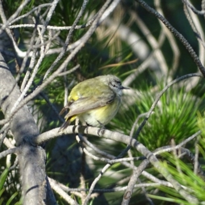 Acanthiza chrysorrhoa (Yellow-rumped Thornbill) at Isaacs Ridge and Nearby - 9 Jul 2018 by Mike