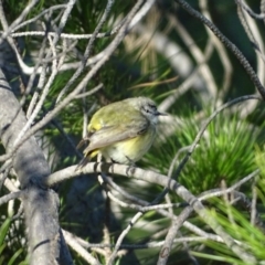 Acanthiza chrysorrhoa (Yellow-rumped Thornbill) at Isaacs, ACT - 9 Jul 2018 by Mike