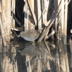 Porzana fluminea (Australian Spotted Crake) at Fyshwick, ACT - 28 Apr 2018 by Alison Milton