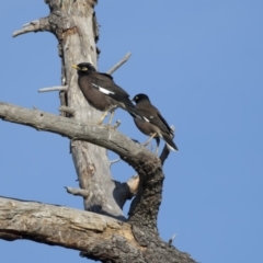 Acridotheres tristis (Common Myna) at Fyshwick, ACT - 27 Apr 2018 by Alison Milton