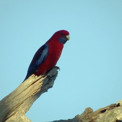 Platycercus elegans (Crimson Rosella) at Isaacs Ridge and Nearby - 26 Jun 2018 by Mike