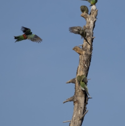 Psephotus haematonotus (Red-rumped Parrot) at Jerrabomberra Wetlands - 27 Apr 2018 by Alison Milton