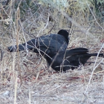 Corcorax melanorhamphos (White-winged Chough) at Isaacs Ridge and Nearby - 23 Jun 2018 by Mike
