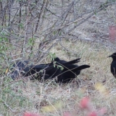 Corcorax melanorhamphos at Jerrabomberra, ACT - 23 Jun 2018