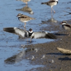 Charadrius melanops (Black-fronted Dotterel) at Fyshwick, ACT - 28 Apr 2018 by AlisonMilton