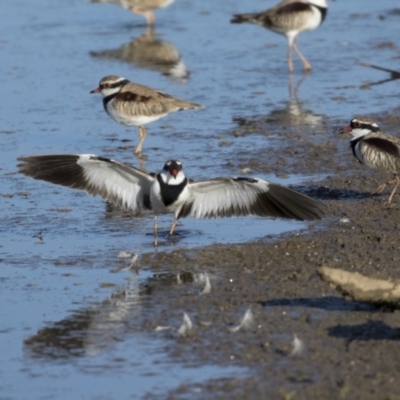 Charadrius melanops (Black-fronted Dotterel) at Fyshwick, ACT - 28 Apr 2018 by AlisonMilton