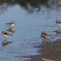 Charadrius melanops at Fyshwick, ACT - 28 Apr 2018