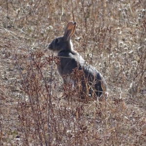 Oryctolagus cuniculus at Symonston, ACT - 27 May 2018