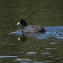 Fulica atra (Eurasian Coot) at Lake Burley Griffin West - 20 May 2018 by Mike