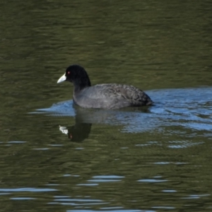 Fulica atra at Yarralumla, ACT - 20 May 2018