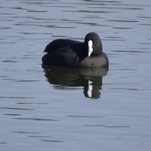 Fulica atra at Yarralumla, ACT - 20 May 2018 11:20 AM