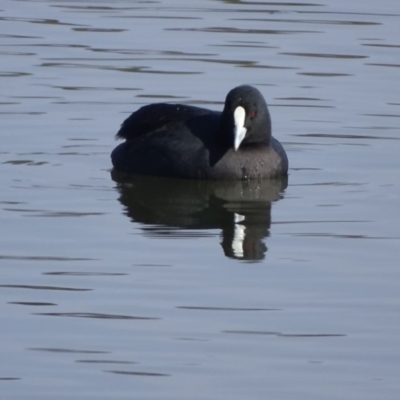 Fulica atra (Eurasian Coot) at Lake Burley Griffin West - 20 May 2018 by Mike