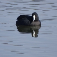 Fulica atra (Eurasian Coot) at Lake Burley Griffin West - 20 May 2018 by Mike