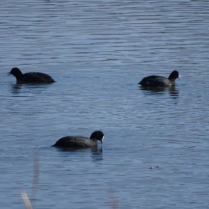 Fulica atra at Yarralumla, ACT - 20 May 2018 11:20 AM