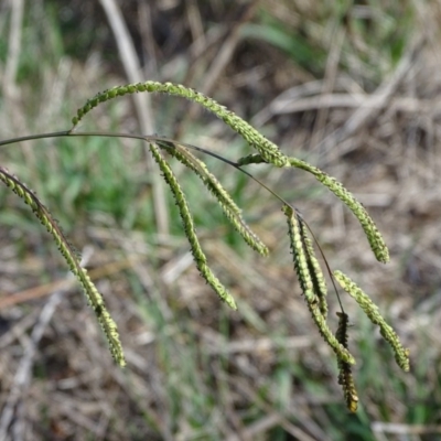 Paspalum dilatatum (Paspalum) at Lake Burley Griffin West - 20 May 2018 by Mike