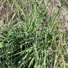 Paspalum dilatatum at Yarralumla, ACT - 20 May 2018