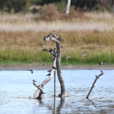 Hirundo neoxena (Welcome Swallow) at Fyshwick, ACT - 28 Apr 2018 by AlisonMilton