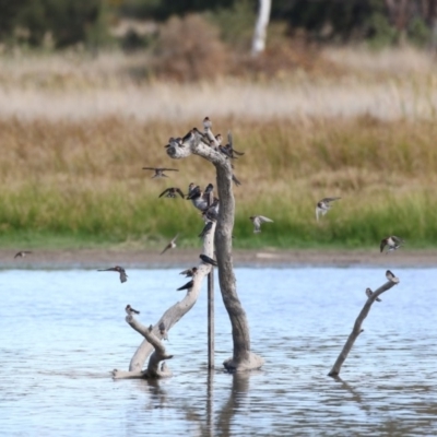 Hirundo neoxena (Welcome Swallow) at Fyshwick, ACT - 28 Apr 2018 by Alison Milton