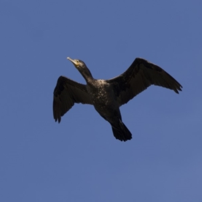 Phalacrocorax carbo (Great Cormorant) at Fyshwick, ACT - 28 Apr 2018 by AlisonMilton