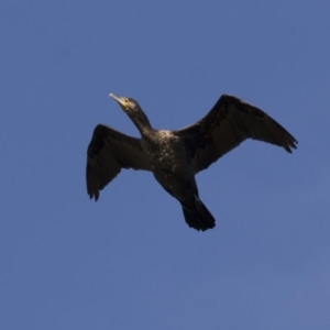 Phalacrocorax carbo at Fyshwick, ACT - 28 Apr 2018