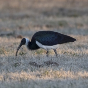 Threskiornis spinicollis at Higgins, ACT - 9 Jul 2018