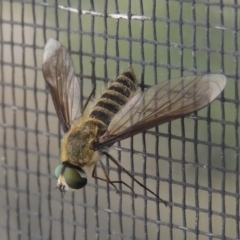 Comptosia sp. (genus) (Unidentified Comptosia bee fly) at Conder, ACT - 6 Mar 2018 by michaelb