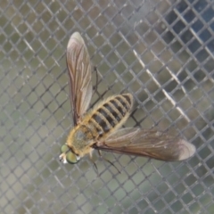 Comptosia sp. (genus) at Conder, ACT - 7 Mar 2018 09:07 AM