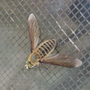 Comptosia sp. (genus) at Conder, ACT - 7 Mar 2018