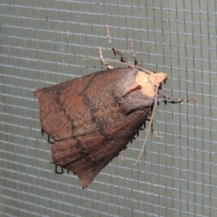 Fisera eribola (Orange-hooded Crest-moth) at Pollinator-friendly garden Conder - 27 Mar 2018 by michaelb