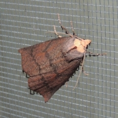 Fisera eribola (Orange-hooded Crest-moth) at Conder, ACT - 28 Mar 2018 by MichaelBedingfield