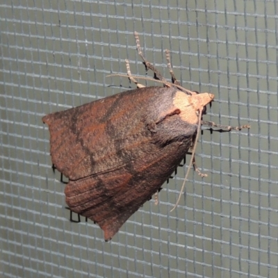 Fisera eribola (Orange-hooded Crest-moth) at Pollinator-friendly garden Conder - 27 Mar 2018 by michaelb