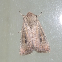 Dasygaster (genus) (A Noctuid moth) at Conder, ACT - 27 Mar 2018 by michaelb