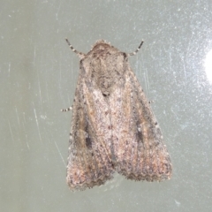 Dasygaster (genus) (A Noctuid moth (Noctuinae)) at Pollinator-friendly garden Conder - 28 Mar 2018 by MichaelBedingfield