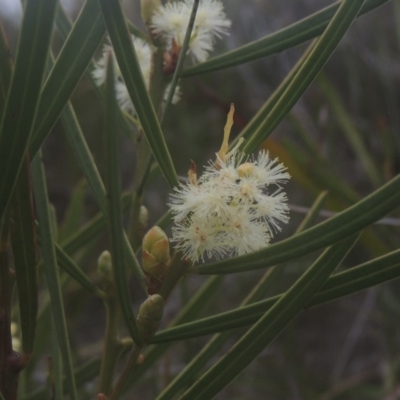 Acacia suaveolens (Sweet Wattle) at Murramarang National Park - 13 Jun 2014 by MichaelBedingfield