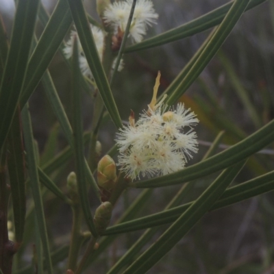 Acacia suaveolens (Sweet Wattle) at Murramarang National Park - 13 Jun 2014 by michaelb