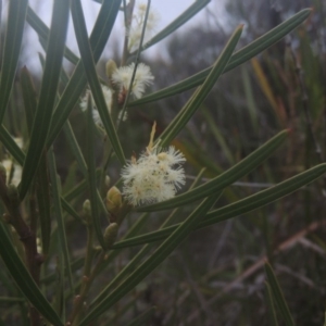 Acacia suaveolens at Murramarang National Park - 13 Jun 2014 05:06 PM