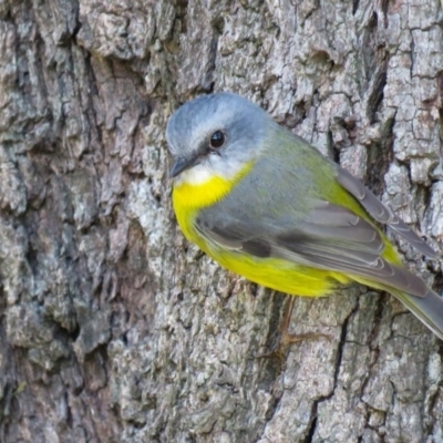 Eopsaltria australis (Eastern Yellow Robin) at Sanctuary Point - Basin Walking Track Bushcare - 9 May 2018 by Robbed