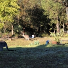 Macropus giganteus (Eastern Grey Kangaroo) at Undefined - 28 Jun 2018 by haze4rob