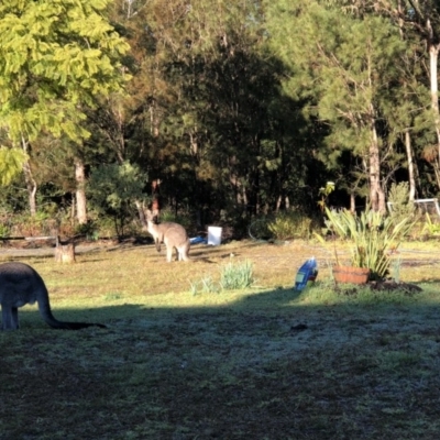 Macropus giganteus (Eastern Grey Kangaroo) at Undefined - 29 Jun 2018 by haze4rob