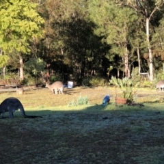 Macropus giganteus at undefined - 29 Jun 2018