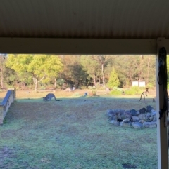 Macropus giganteus at undefined - 29 Jun 2018 08:11 AM