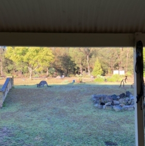 Macropus giganteus at undefined - 29 Jun 2018 08:11 AM