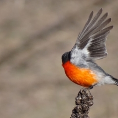 Petroica phoenicea (Flame Robin) at Isaacs Ridge and Nearby - 8 Jul 2018 by roymcd