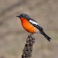 Petroica phoenicea at Jerrabomberra, ACT - 8 Jul 2018