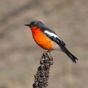 Petroica phoenicea at Jerrabomberra, ACT - 8 Jul 2018 03:28 PM